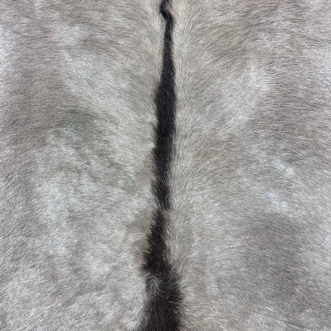 Gemsbok Skin Rug (Tail is 15"/no tail tip hair) Size: 58x56" D-977