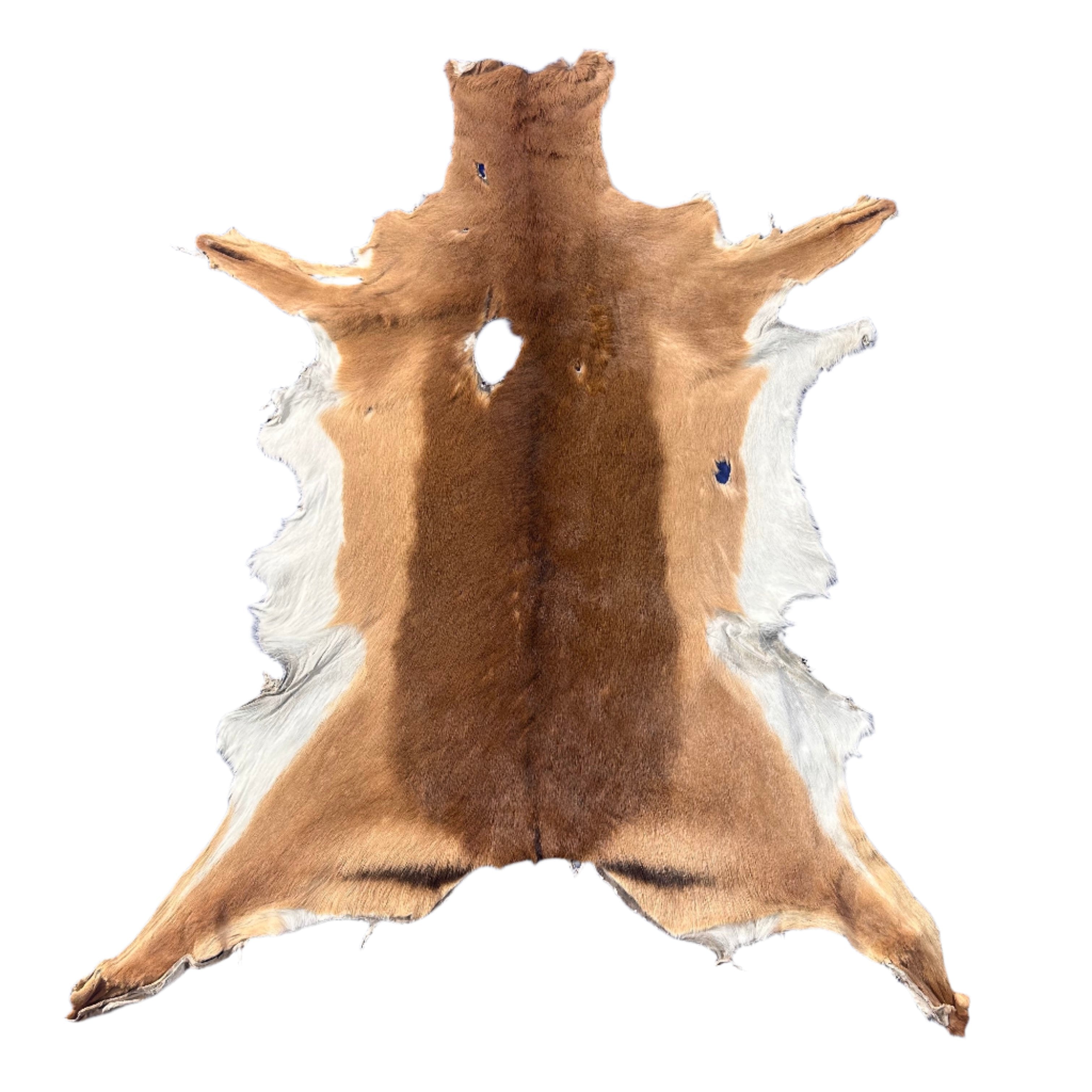 Impala Animal Rug Impala Skin Rug - 2nd Grade – Cowhides USA