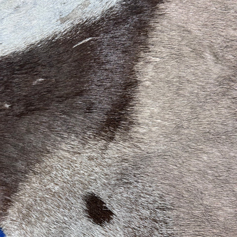 Gemsbok Skin Rug (Tail is 15"/no tail tip hair) Size: 58x56" D-977
