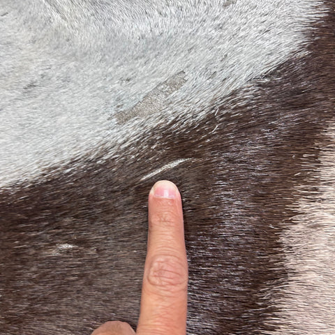 Gemsbok Skin Rug (Tail is 15"/no tail tip hair) Size: 58x56" D-977