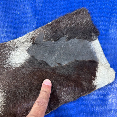 Gemsbok Skin Rug (Tail is 15"/no tail tip hair) Size: 58x56" D-977