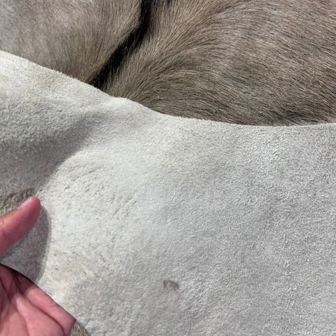 Gemsbok Skin Rug (Tail is 15"/no tail tip hair) Size: 58x56" D-977