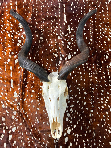 Véritable crâne de koudou - Véritable crâne d'antilope africaine - Les cornes mesurent 37" et 39"