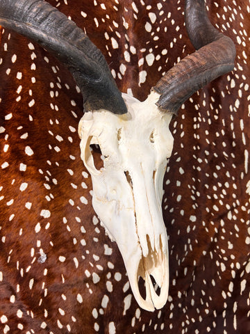 Véritable crâne de koudou - Véritable crâne d'antilope africaine - Les cornes mesurent 37" et 39"