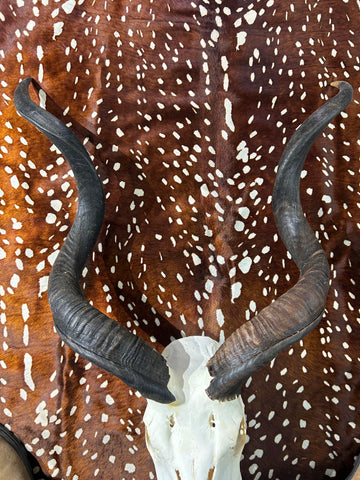 Véritable crâne de koudou - Véritable crâne d'antilope africaine - Les cornes mesurent 37" et 39"