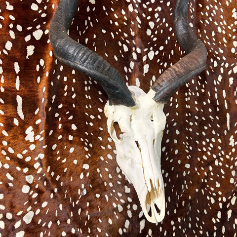 Véritable crâne de koudou - Véritable crâne d'antilope africaine - Les cornes mesurent 37" et 39"