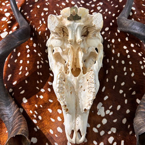 Véritable crâne de koudou - Véritable crâne d'antilope africaine - Les cornes mesurent 37" et 39"