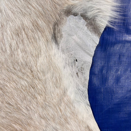White Blesbok Skin Size: 37x35" H-695