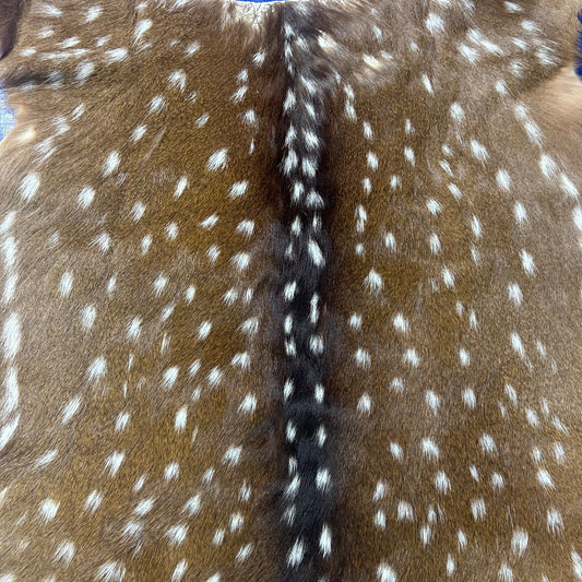 Axis Deer Skin (neck has a bit of thinning hair. HUGE SIZE!) Size: 43x49" Axis-771