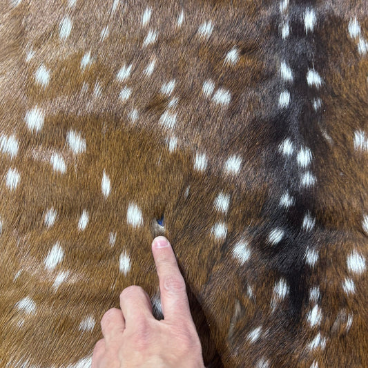 Axis Deer Skin (some holes) Size: 47x35" Axis-772