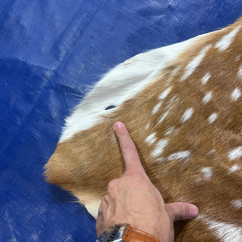 Axis Deer Skin (some holes) Size: 47x35" Axis-772