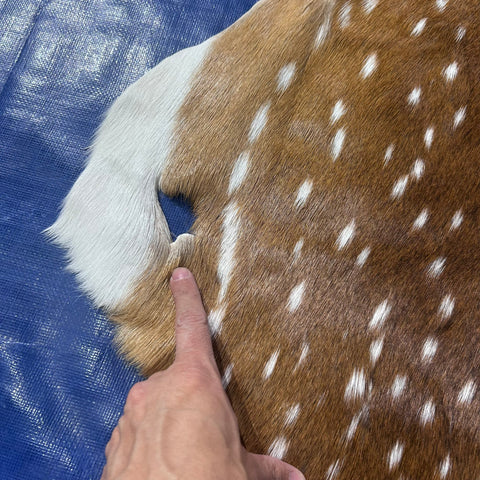 Axis Deer Skin (some holes) Size: 47x35" Axis-772
