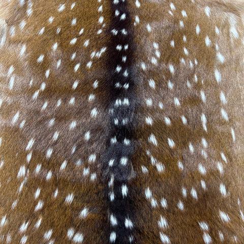 Axis Deer Skin (some holes) Size: 47x35" Axis-772