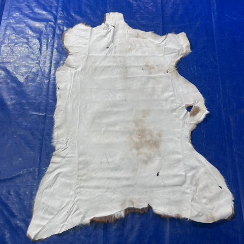 Axis Deer Skin (some holes) Size: 47x35" Axis-772