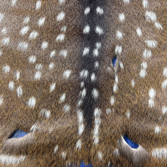 Axis Deer Skin (some holes) Size: 36x34" Axis-773