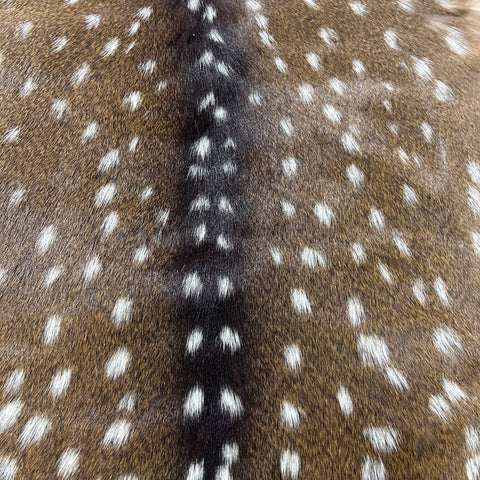 Axis Deer Skin (some holes) Size: 36x34" Axis-773