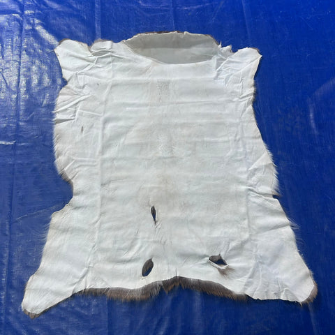 Axis Deer Skin (some holes) Size: 36x34" Axis-773