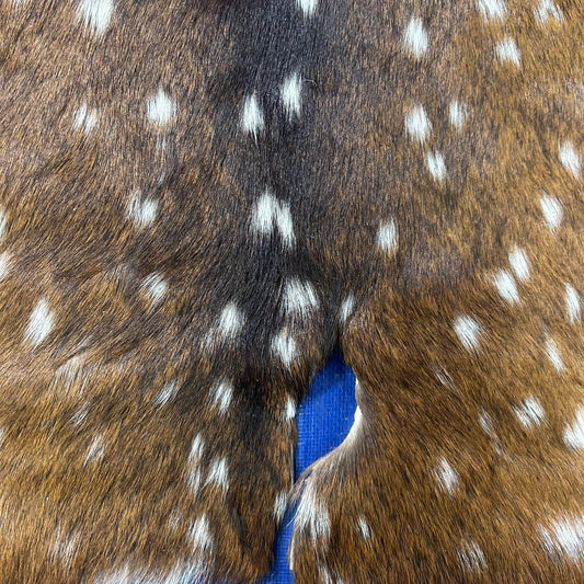 Axis Deer Skin (some holes) Size: 42x33" Axis-774
