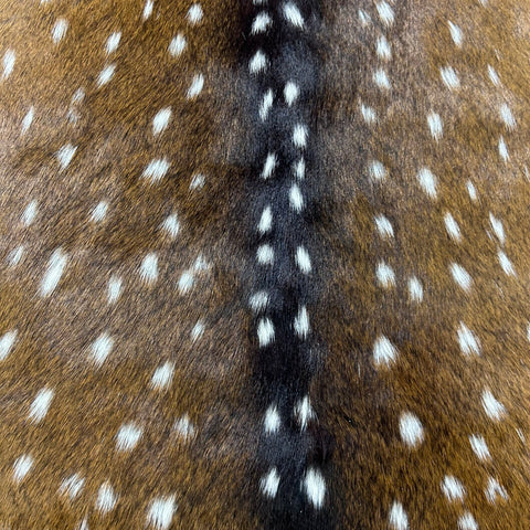 Axis Deer Skin (some holes) Size: 42x33" Axis-774