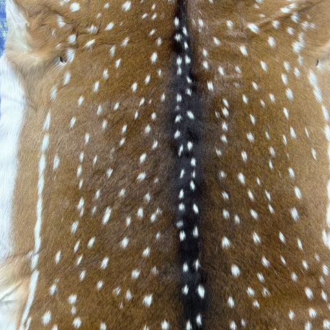Axis Deer Skin (some holes) Size: 42x33" Axis-774