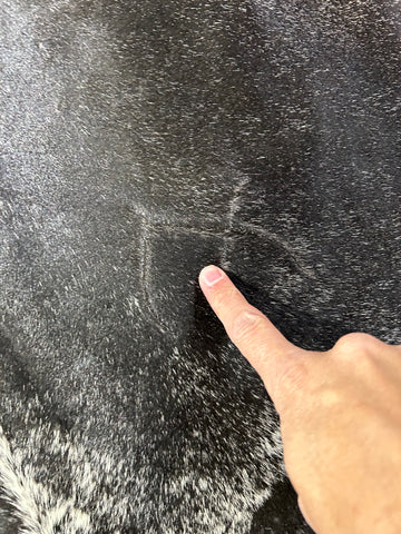 Huge Grey & Black Speckled Cowhide Rug (beige around the belly/ patch in hump) Size: 9x8 feet D-194