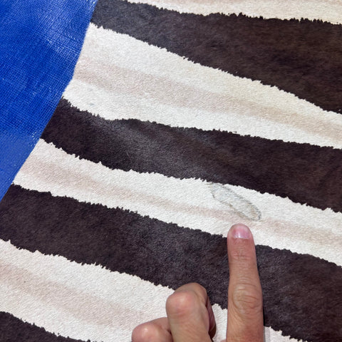 Light Genuine Zebra Print Cowhide Rug (3 small patches) Size: 7x6 feet Z-061