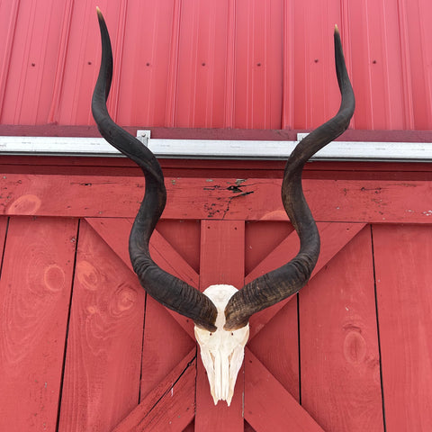 Real Kudu Skull - Real African Cape Kudu Antelope Skull - Horns are 52" long