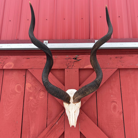 Real Kudu Skull - Real African Cape Kudu Antelope Skull - Horns are 52" long