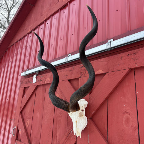 Real Kudu Skull - Real African Cape Kudu Antelope Skull - Horns are 52" long