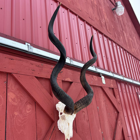 Real Kudu Skull - Real African Cape Kudu Antelope Skull - Horns are 52" long