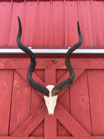 Real Kudu Skull - Real African Cape Kudu Antelope Skull - Horns are 52" long