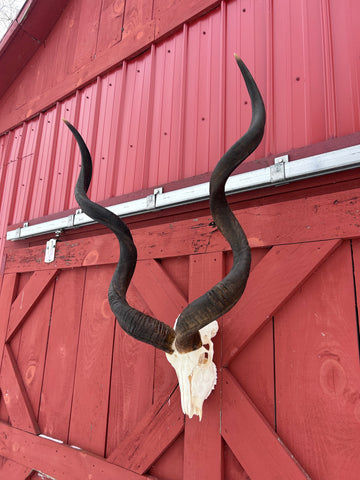 Real Kudu Skull - Real African Cape Kudu Antelope Skull - Horns are 52" long