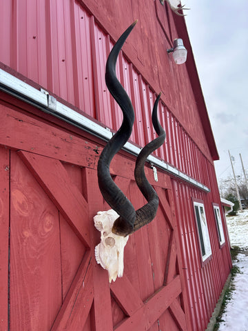 Real Kudu Skull - Real African Cape Kudu Antelope Skull - Horns are 52" long