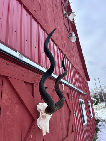 Real Kudu Skull - Real African Cape Kudu Antelope Skull - Horns are 52" long