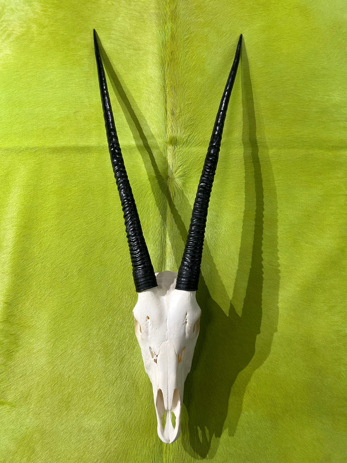 BIG Oryx Skull - African Antelope Horn + Gemsbok Skull (Horns are around 32 inches)