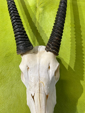 BIG Oryx Skull - African Antelope Horn + Gemsbok Skull (Horns are around 32 and 34 inches)