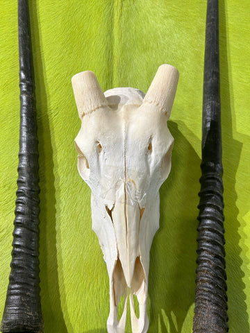 BIG Oryx Skull - African Antelope Horn + Gemsbok Skull (Horns are around 32 and 34 inches)