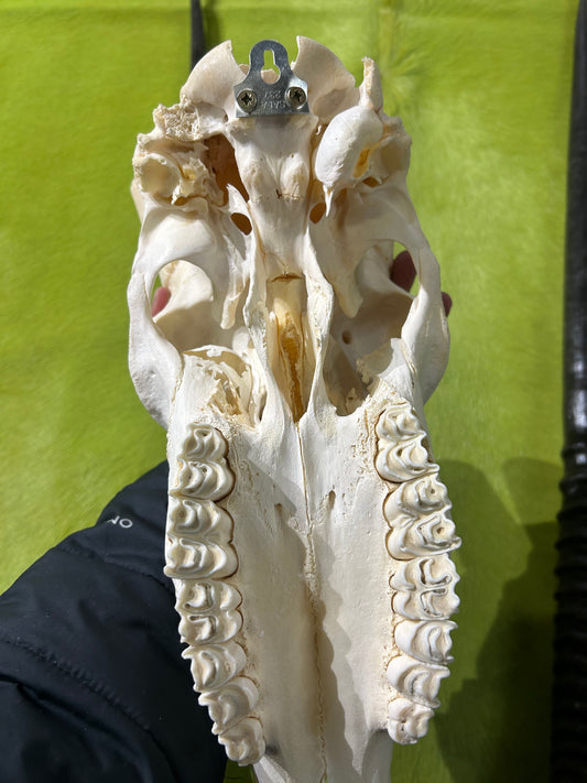 BIG Oryx Skull - Horns are around 32 and 34 inches