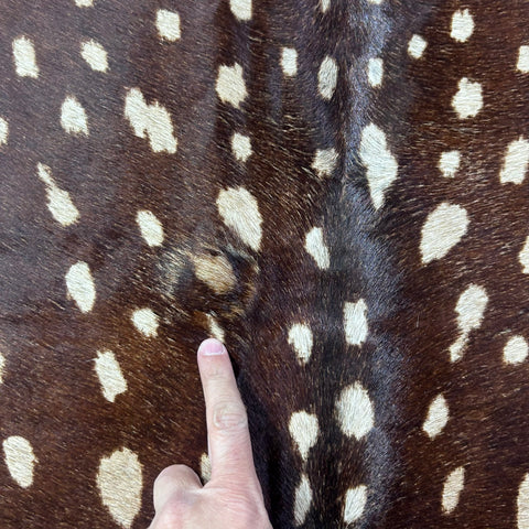Axis Deer Print Cowhide Rug Size: 7x6 feet Z-220