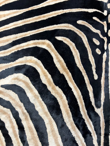 Dark Genuine Zebra Cowhide Rug Size: 7.2x6.2 feet D-254