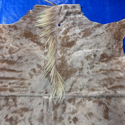 Golden Wildebeest Skin B Grade (holes and a bit stiff/No Tail) Size: 58x56 inch F-003