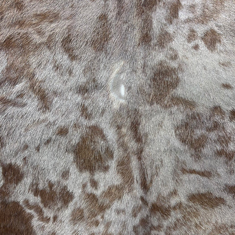 Golden Wildebeest Skin B Grade (holes and a bit stiff/No Tail) Size: 58x56 inch F-003