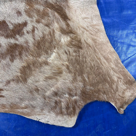Golden Wildebeest Skin B Grade (holes and a bit stiff/No Tail) Size: 58x56 inch F-003