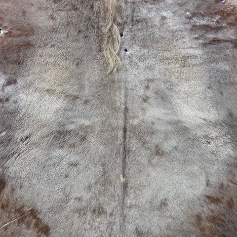 Golden Wildebeest Skin (holes and a bit stiff/Tail is 29") Size: 4.5x4.5 feet F-004
