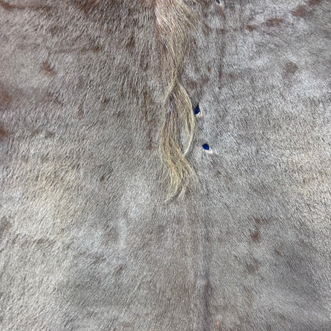 Golden Wildebeest Skin (holes and a bit stiff/Tail is 29") Size: 4.5x4.5 feet F-004