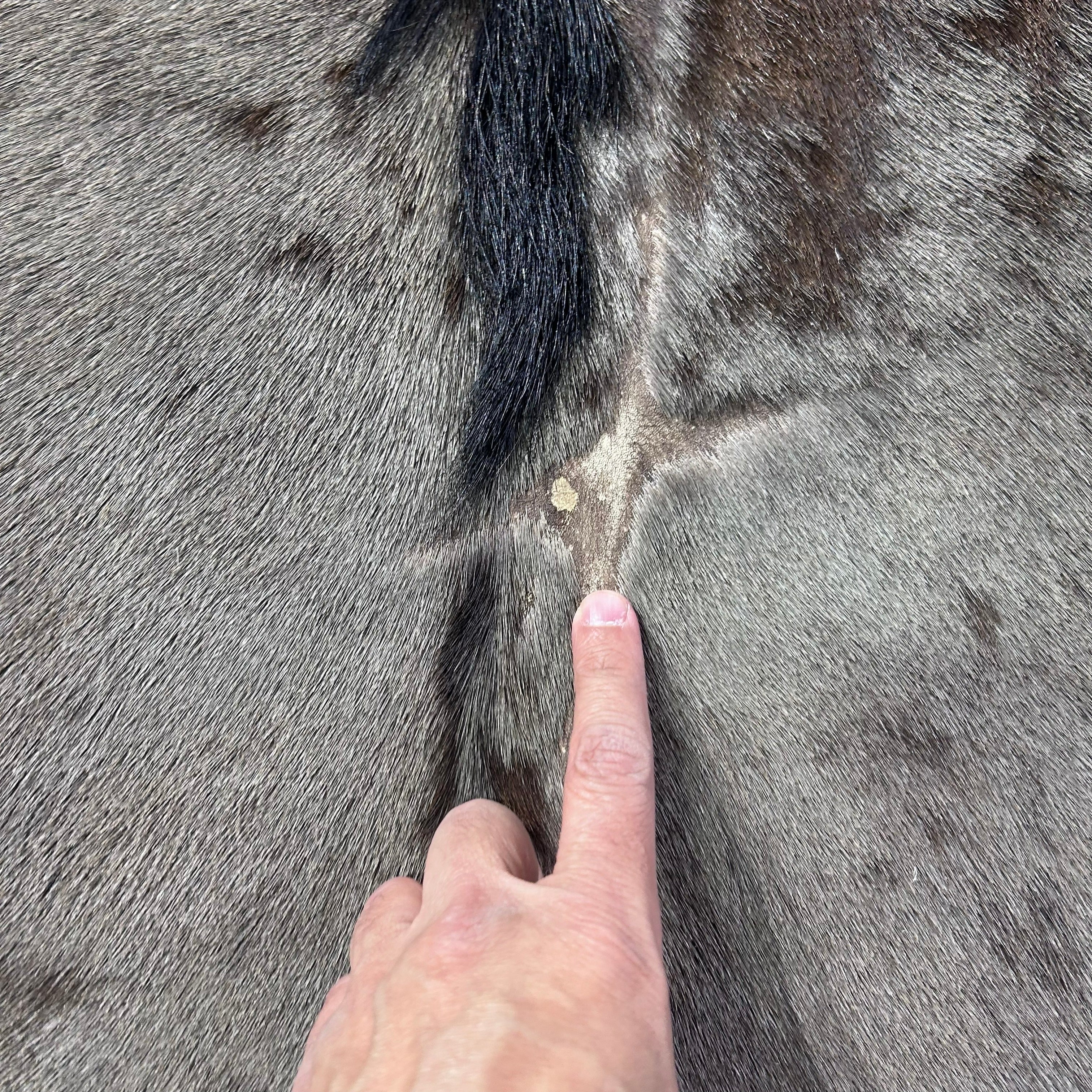Impala Animal Rug Impala Skin Rug – Cowhides USA