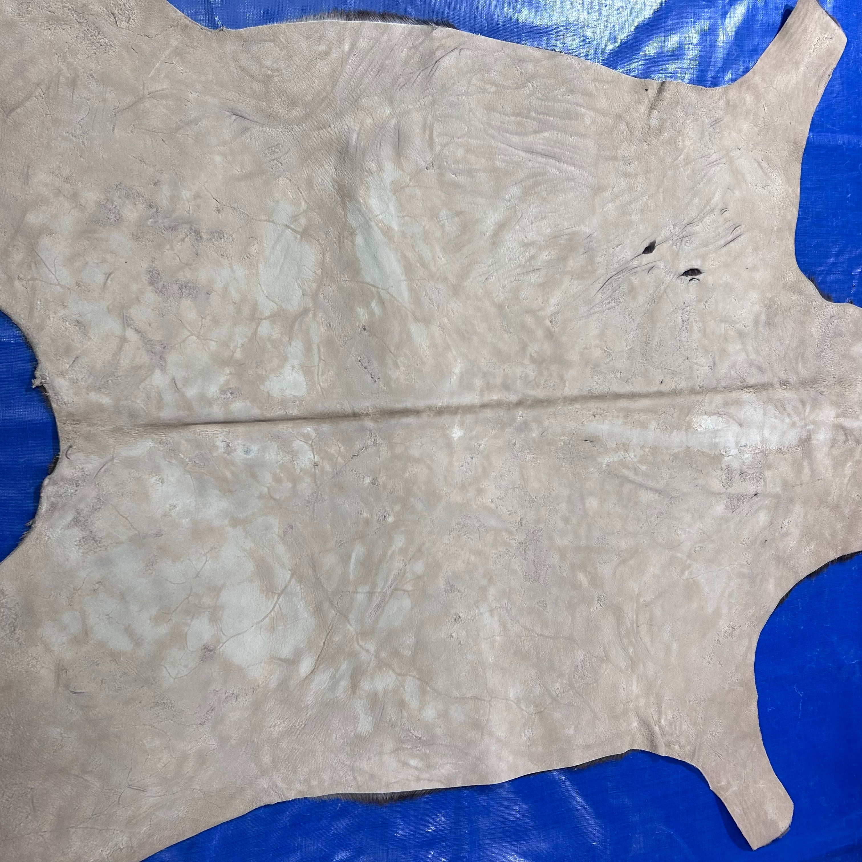Impala Collection Rug Impala Skin Rug – Cowhides USA