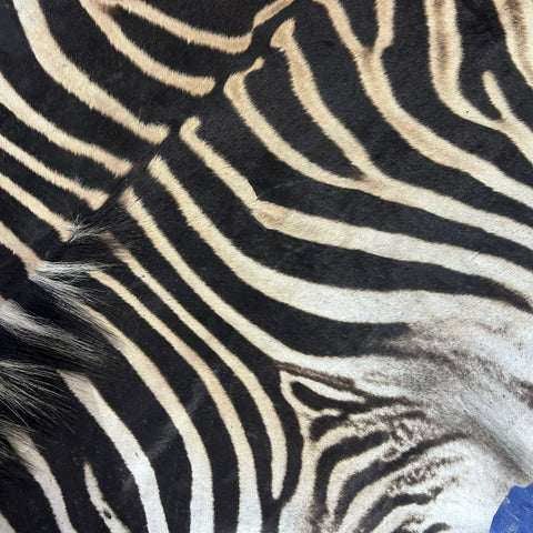 Real Zebra Skin Rug # 77 (Tail is 28") Size: 7x6 feet