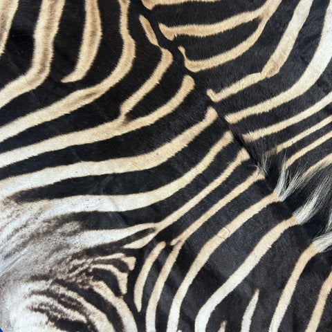 Real Zebra Skin Rug # 77 (Tail is 28") Size: 7x6 feet