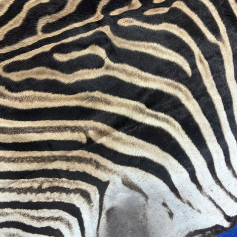 Real Zebra Skin Rug # 77 (Tail is 28") Size: 7x6 feet